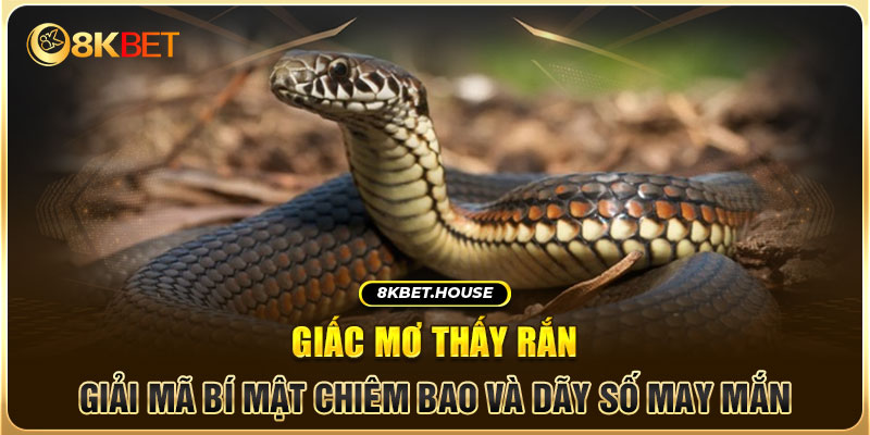 Mơ thấy rắn