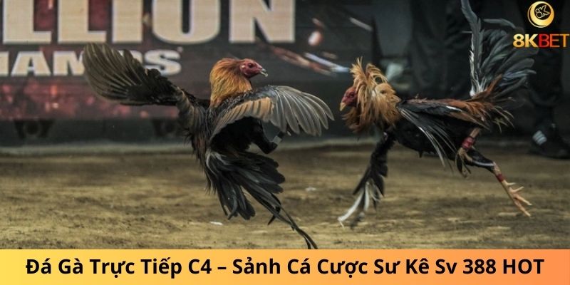 Đá Gà Trực Tiếp C4